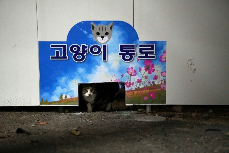 구미시 신축 아파트 재개발 공사 현장에 갇힌 길고양이들 | 인스티즈