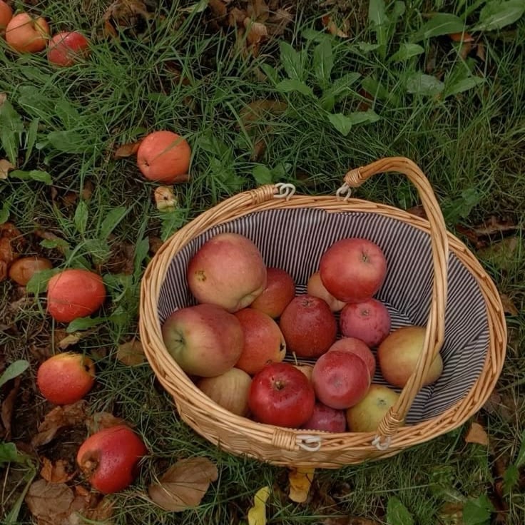 🍁 가을만 되면 미국인들이 환장하고 찾는 드라마 🍂🧡 | 인스티즈