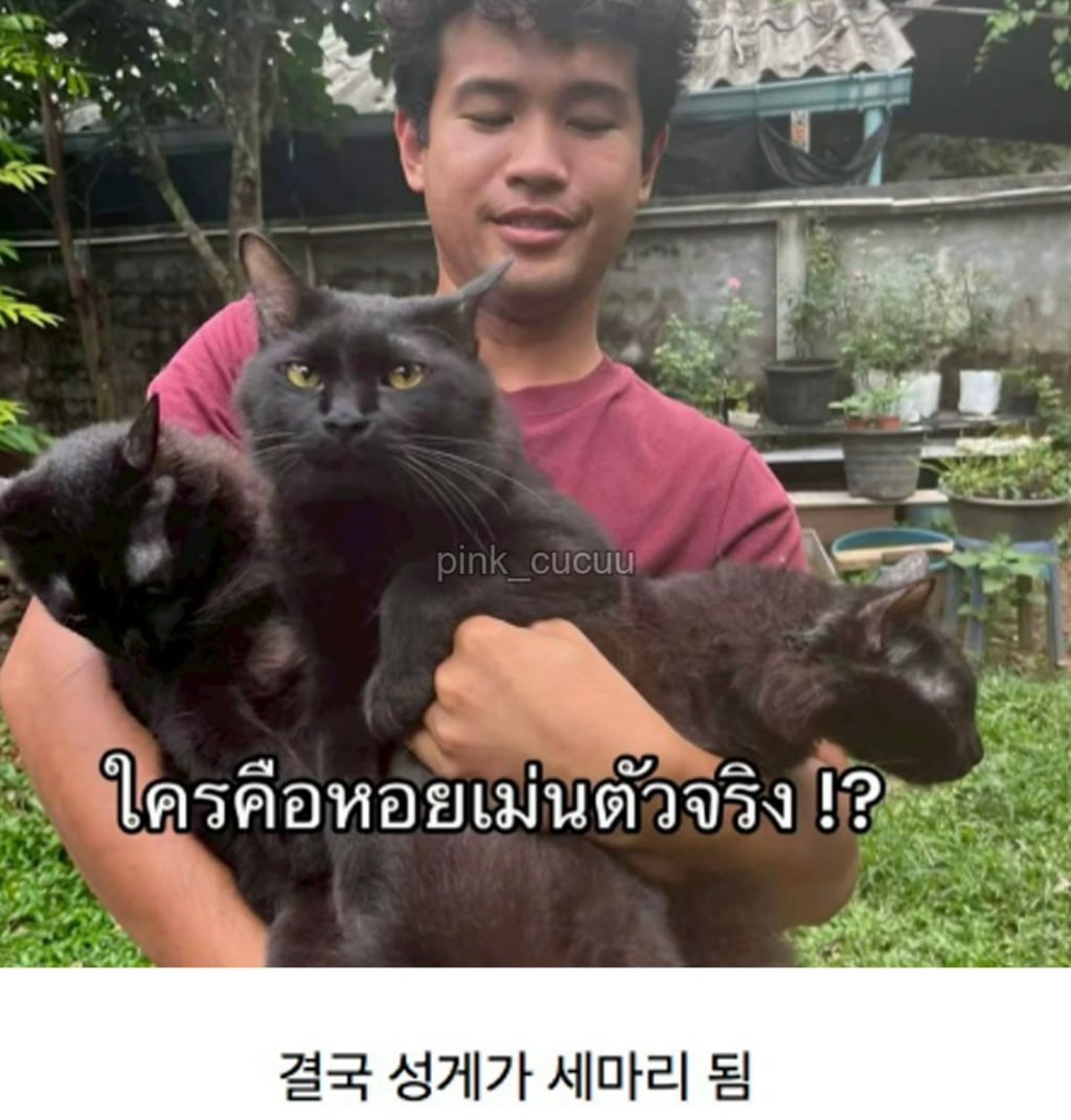 고양이 잃어버렸는데 찾긴 찾음..근데 | 인스티즈