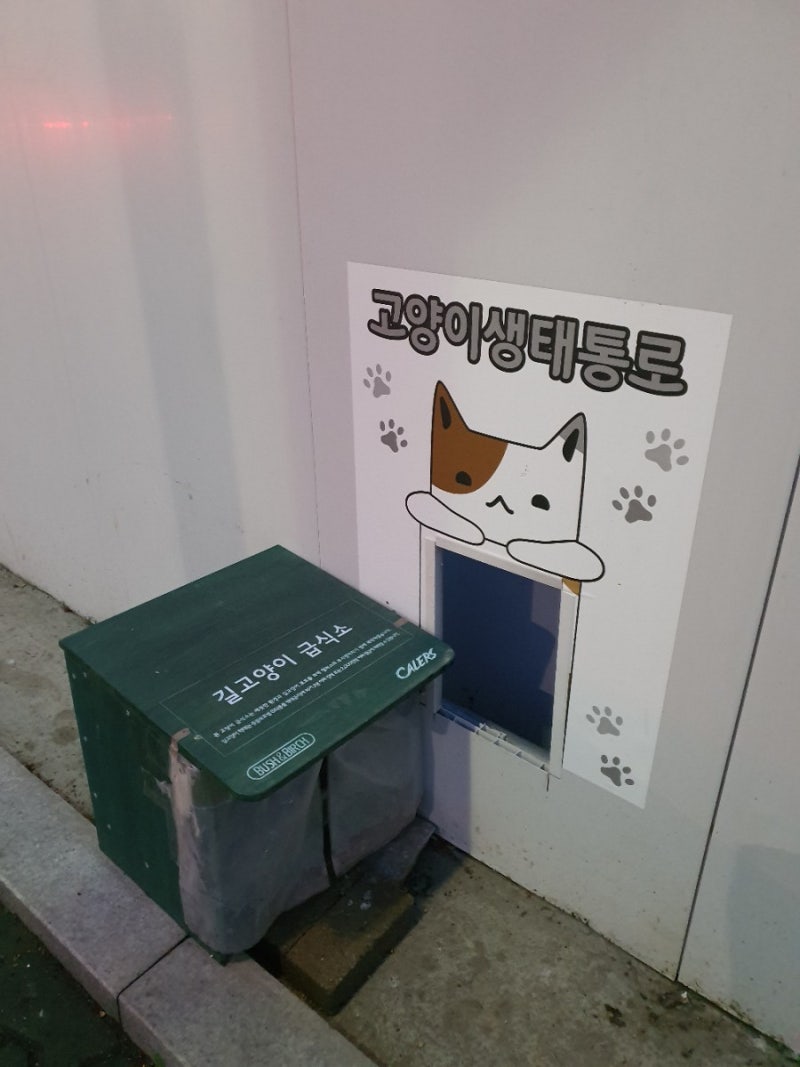 구미시 신축 아파트 재개발 공사 현장에 갇힌 길고양이들 | 인스티즈