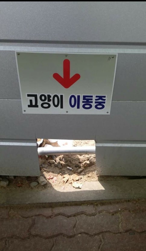 구미시 신축 아파트 재개발 공사 현장에 갇힌 길고양이들 | 인스티즈