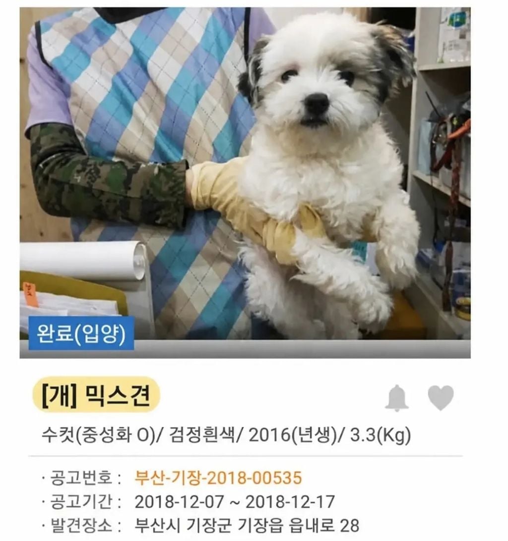유기견 입양 전 후 표정 차이2 .jpg | 인스티즈