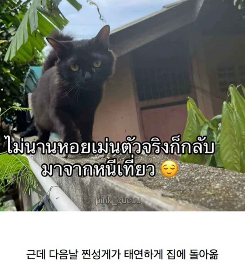 고양이 잃어버렸는데 찾긴 찾음..근데 | 인스티즈