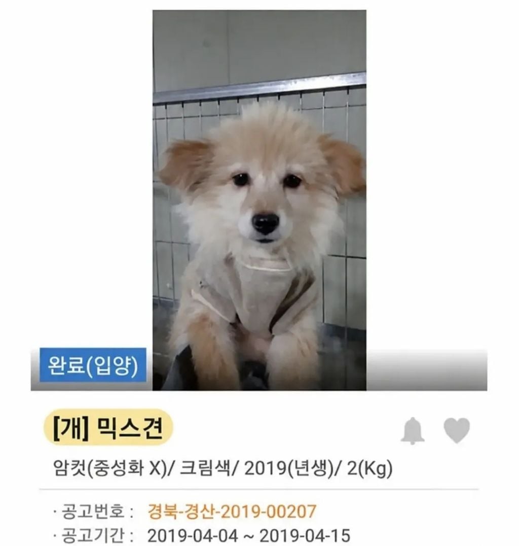 유기견 입양 전 후 표정 차이2 .jpg | 인스티즈