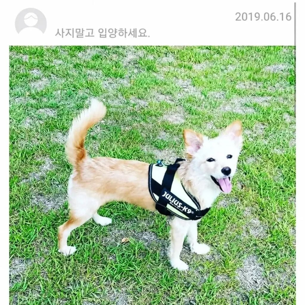 유기견 입양 전 후 표정 차이2 .jpg | 인스티즈