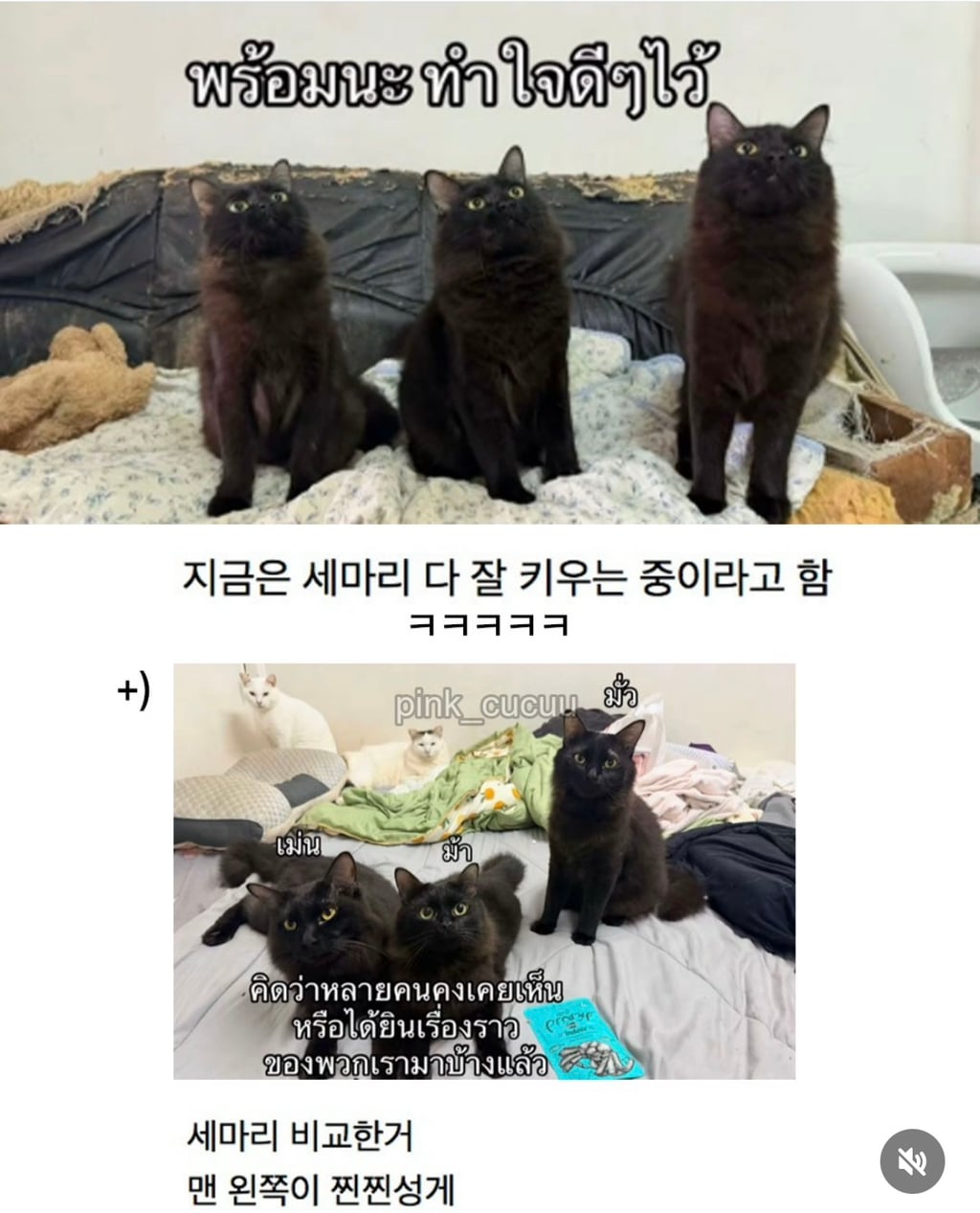 고양이 잃어버렸는데 찾긴 찾음..근데 | 인스티즈