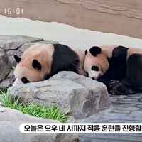 의견차 심각해보인다는 강바오와 후이바오... | 인스티즈