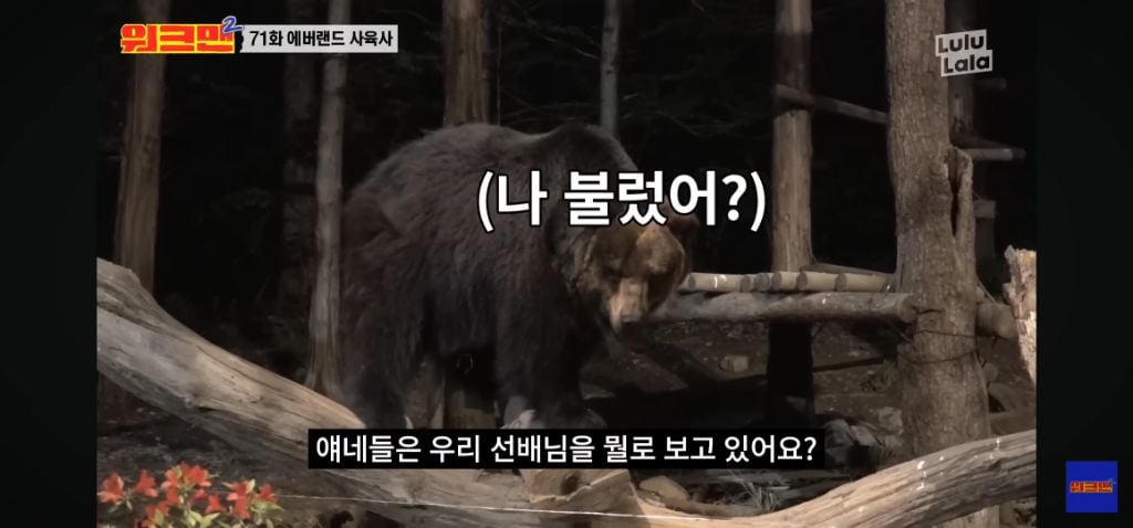 정말 무서운 소리를 정말 해맑게하는 에버랜드 사육사들 | 인스티즈