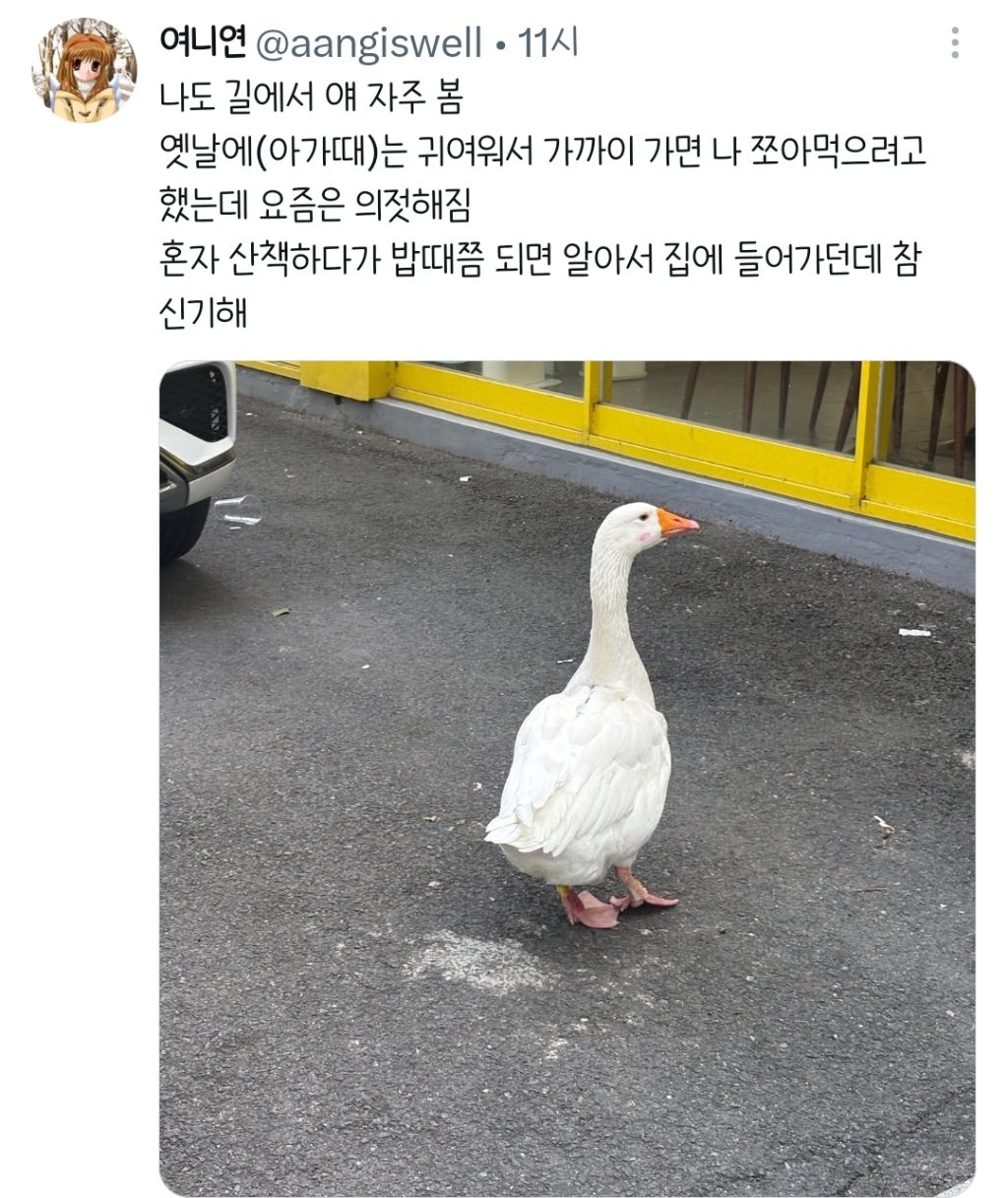 야 이거 꿈이지???? 대구 길거리에 오리있어.twt | 인스티즈