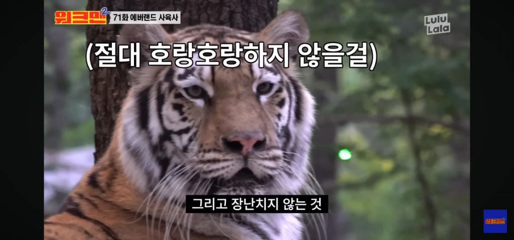 정말 무서운 소리를 정말 해맑게하는 에버랜드 사육사들 | 인스티즈