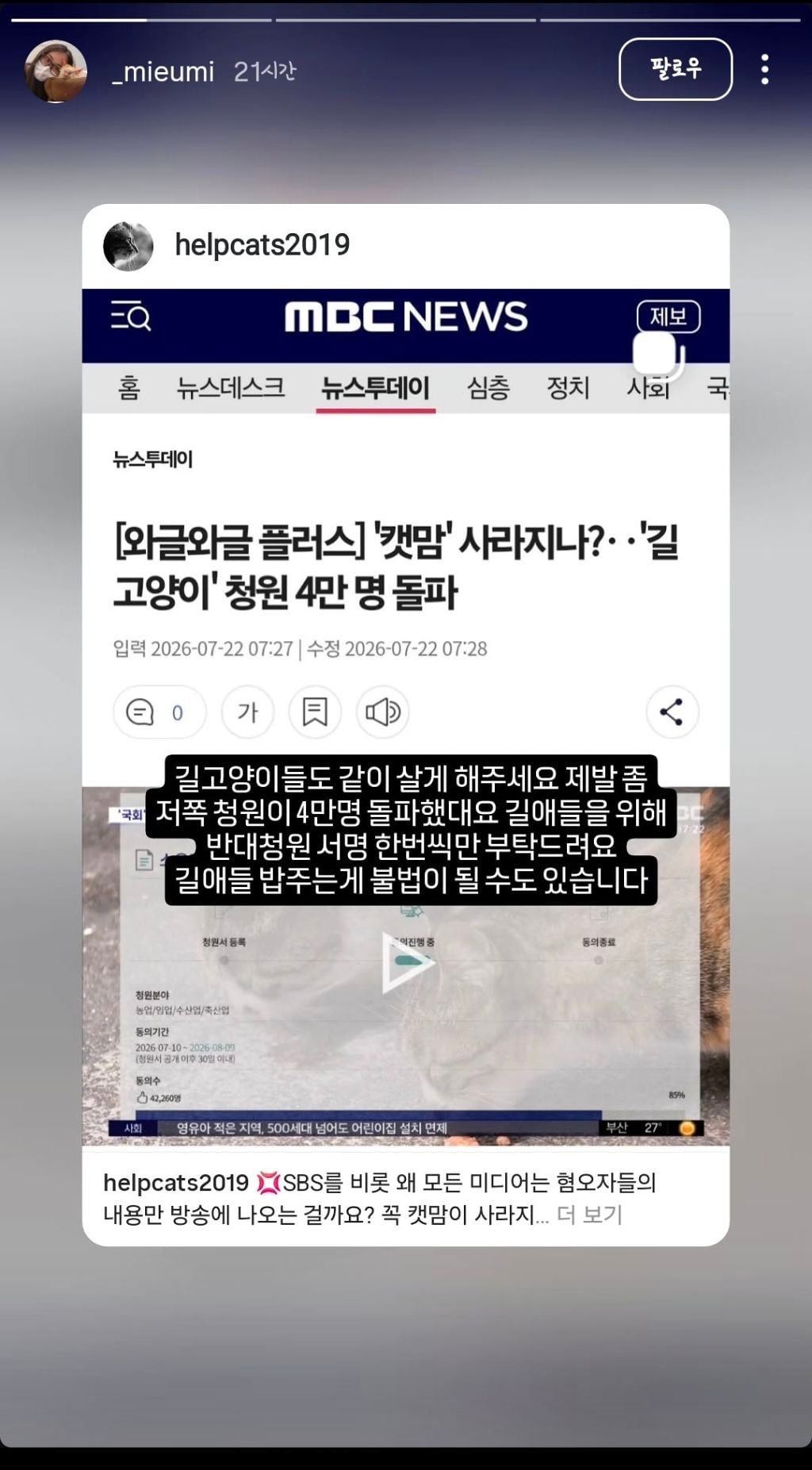 길고양이 급식제한 반대청원에 목소리 내준 사람들 | 인스티즈