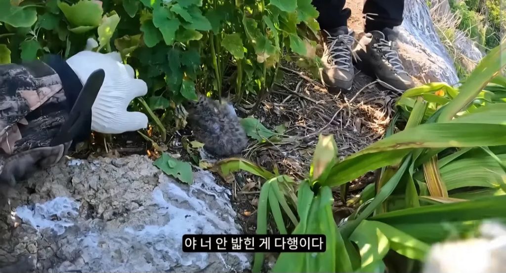 비전문가 유튜버 새덕후 촬영에 대한 이상한 의문점 | 인스티즈