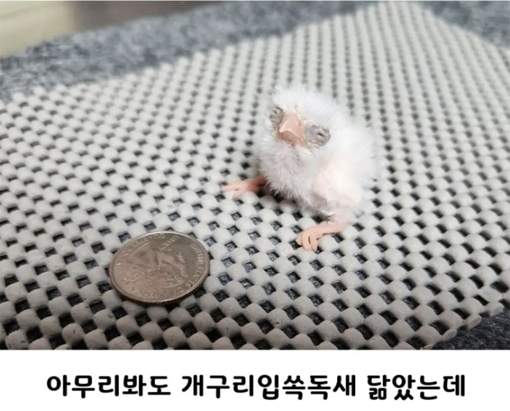 갓 태어난 피그미팔콘 | 인스티즈