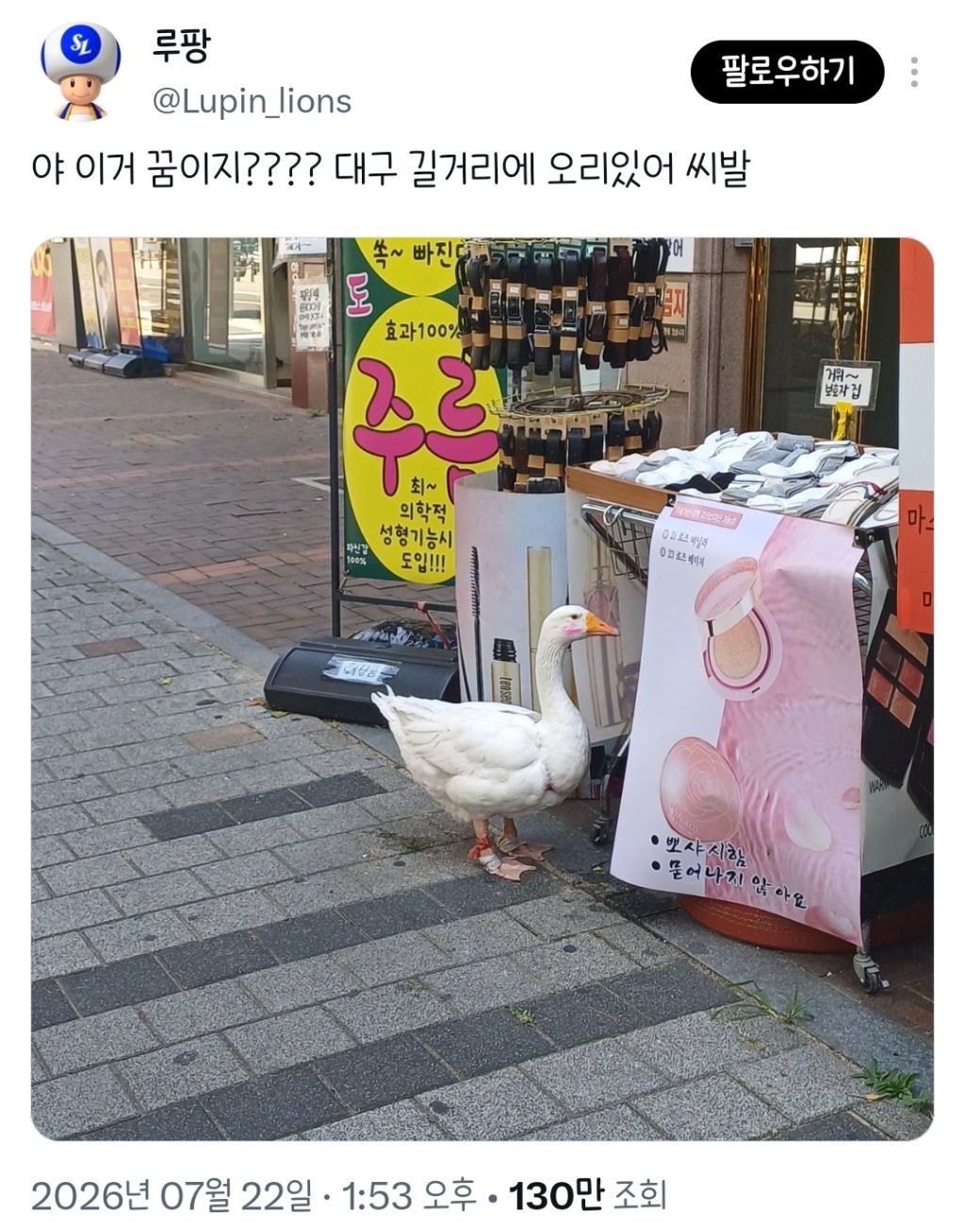야 이거 꿈이지???? 대구 길거리에 오리있어.twt | 인스티즈