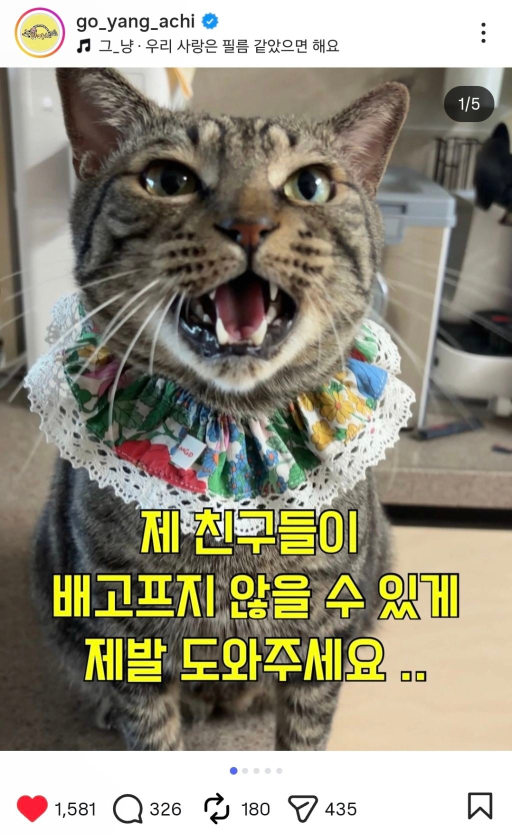 길고양이 급식제한 반대청원에 목소리 내준 사람들 | 인스티즈