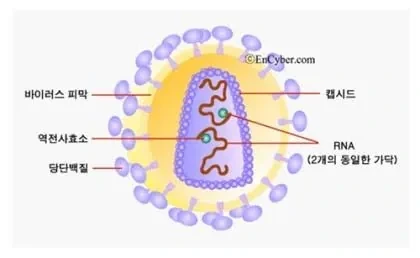 인간의 유전자에 바이러스가 섞여 있다? | 인스티즈