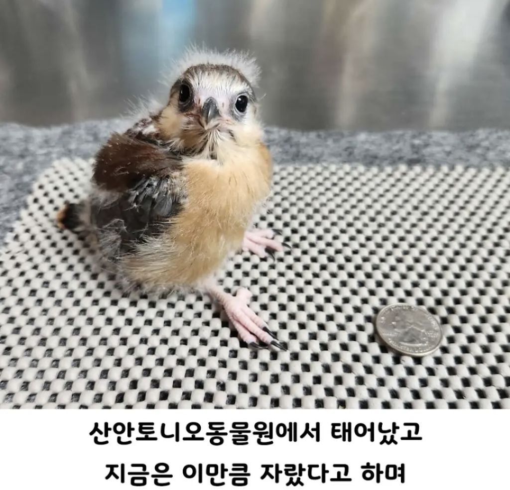 갓 태어난 피그미팔콘 | 인스티즈