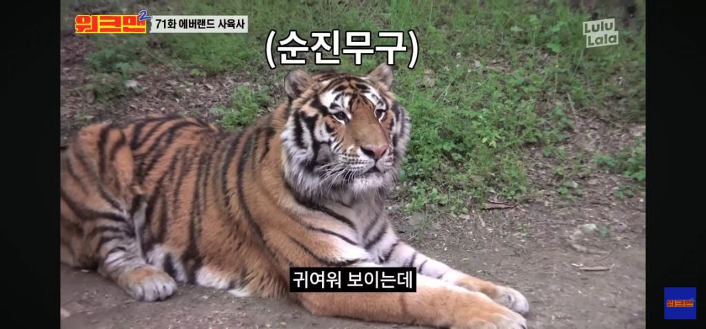 정말 무서운 소리를 정말 해맑게하는 에버랜드 사육사들 | 인스티즈