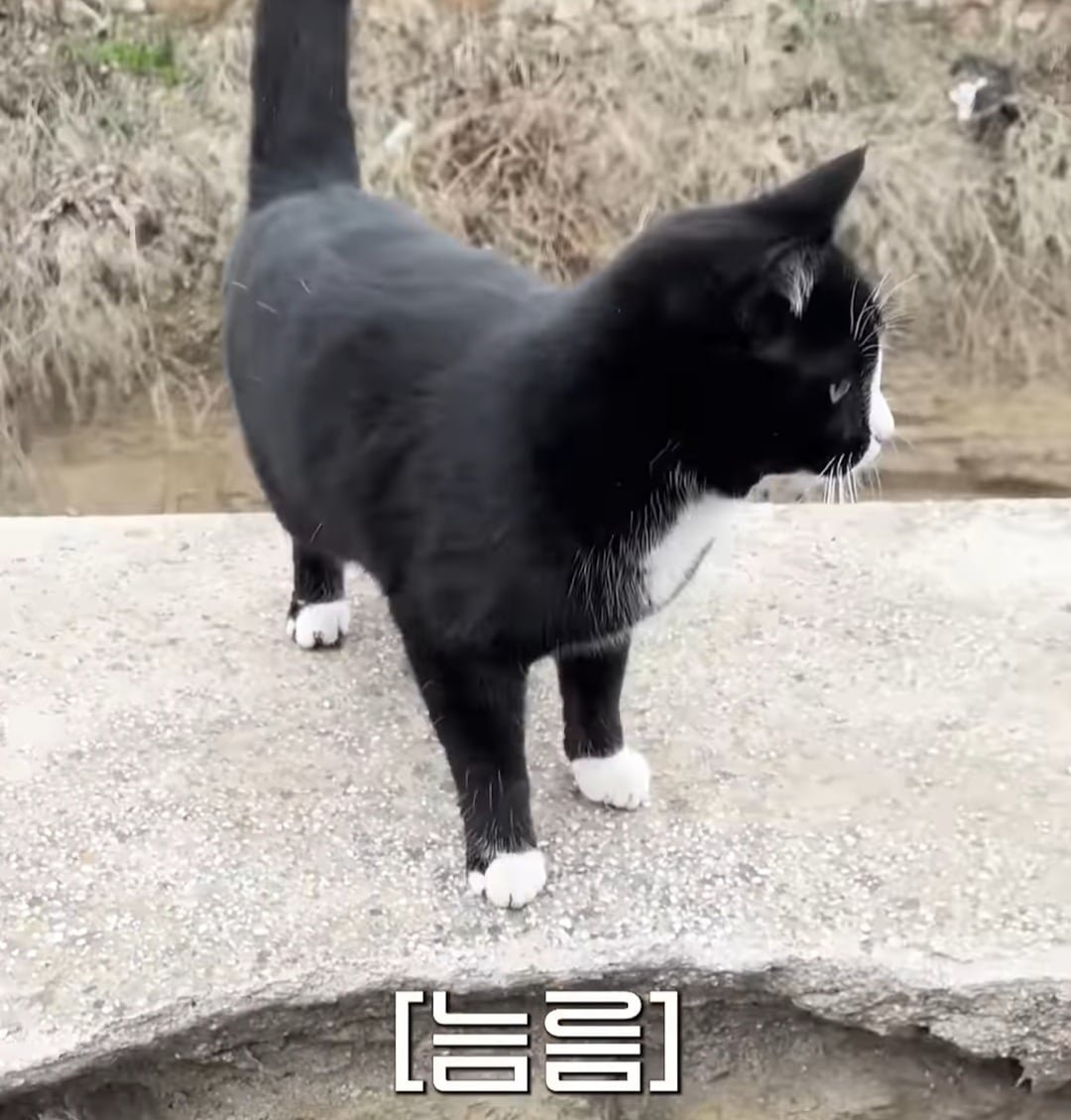 불렀더니 강 건너 오는 튀르키예 고양이 | 인스티즈