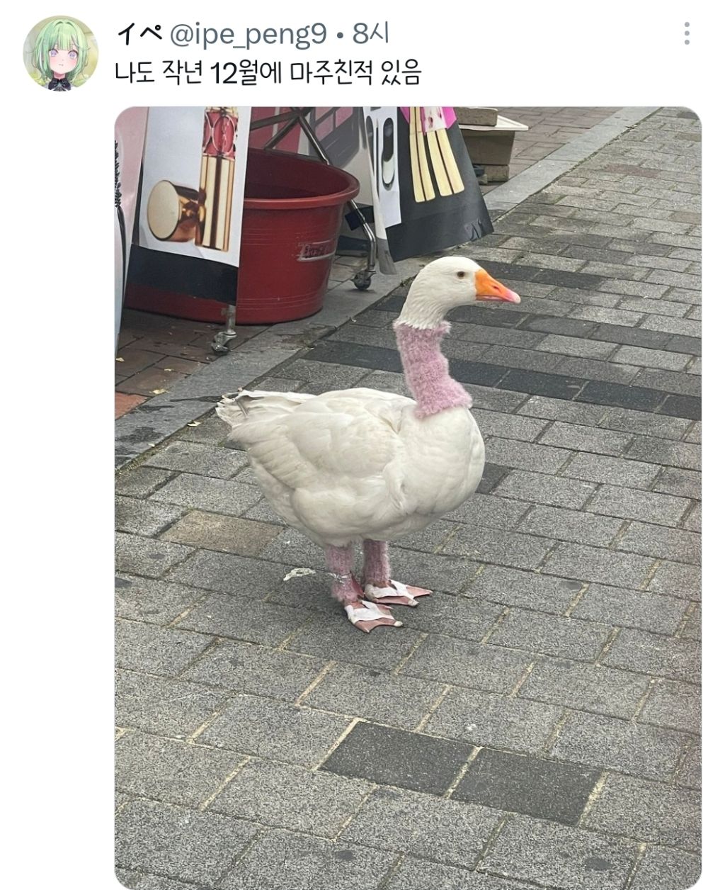 야 이거 꿈이지???? 대구 길거리에 오리있어.twt | 인스티즈