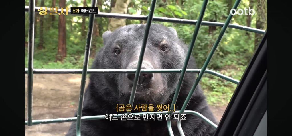 정말 무서운 소리를 정말 해맑게하는 에버랜드 사육사들 | 인스티즈