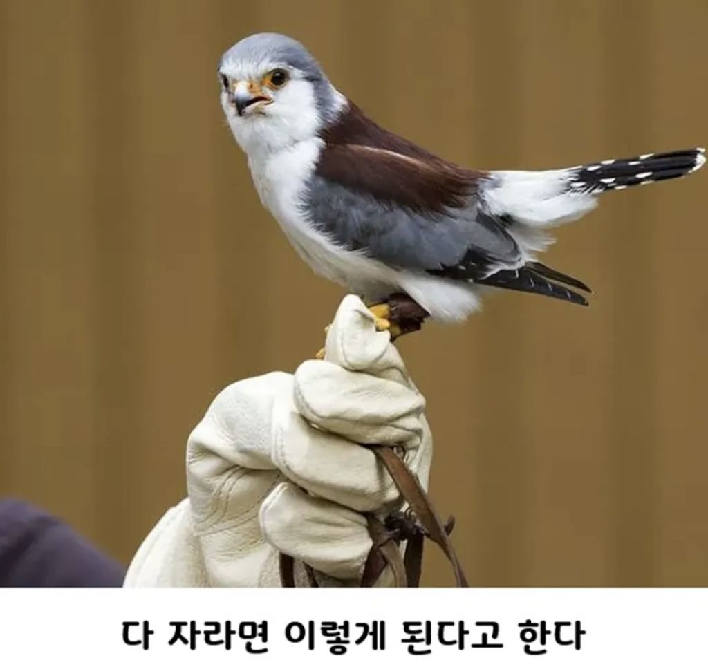 갓 태어난 피그미팔콘 | 인스티즈