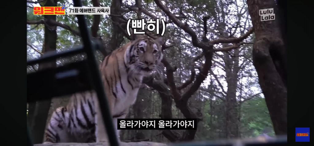 정말 무서운 소리를 정말 해맑게하는 에버랜드 사육사들 | 인스티즈