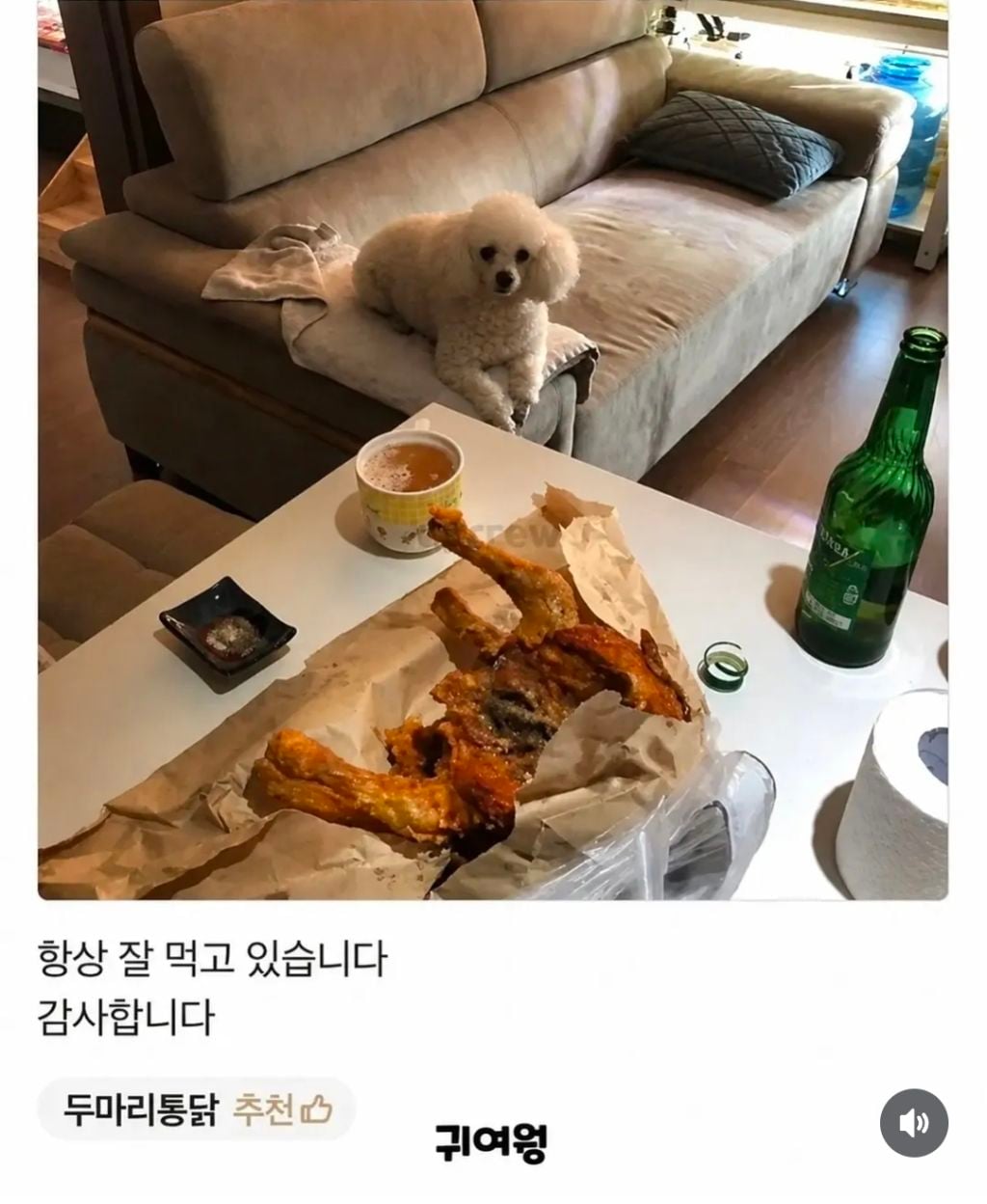 어느순간 리뷰에 강아지가 안 보여서 아쉬웠던 사장님.jpg | 인스티즈