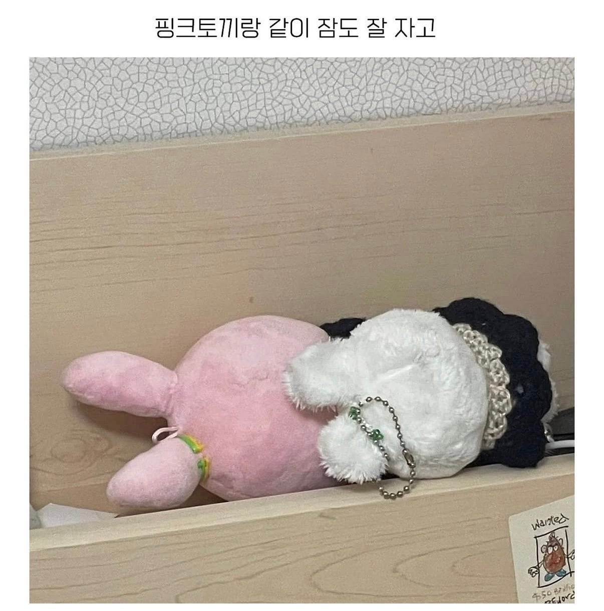 정국 인형을 임보 후 귀가시켜준 원필 팬 | 인스티즈