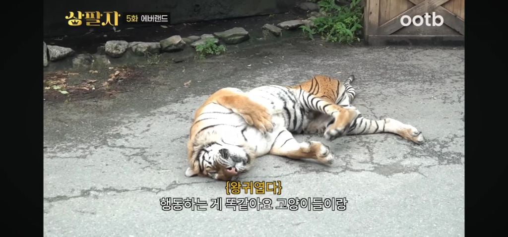 정말 무서운 소리를 정말 해맑게하는 에버랜드 사육사들 | 인스티즈