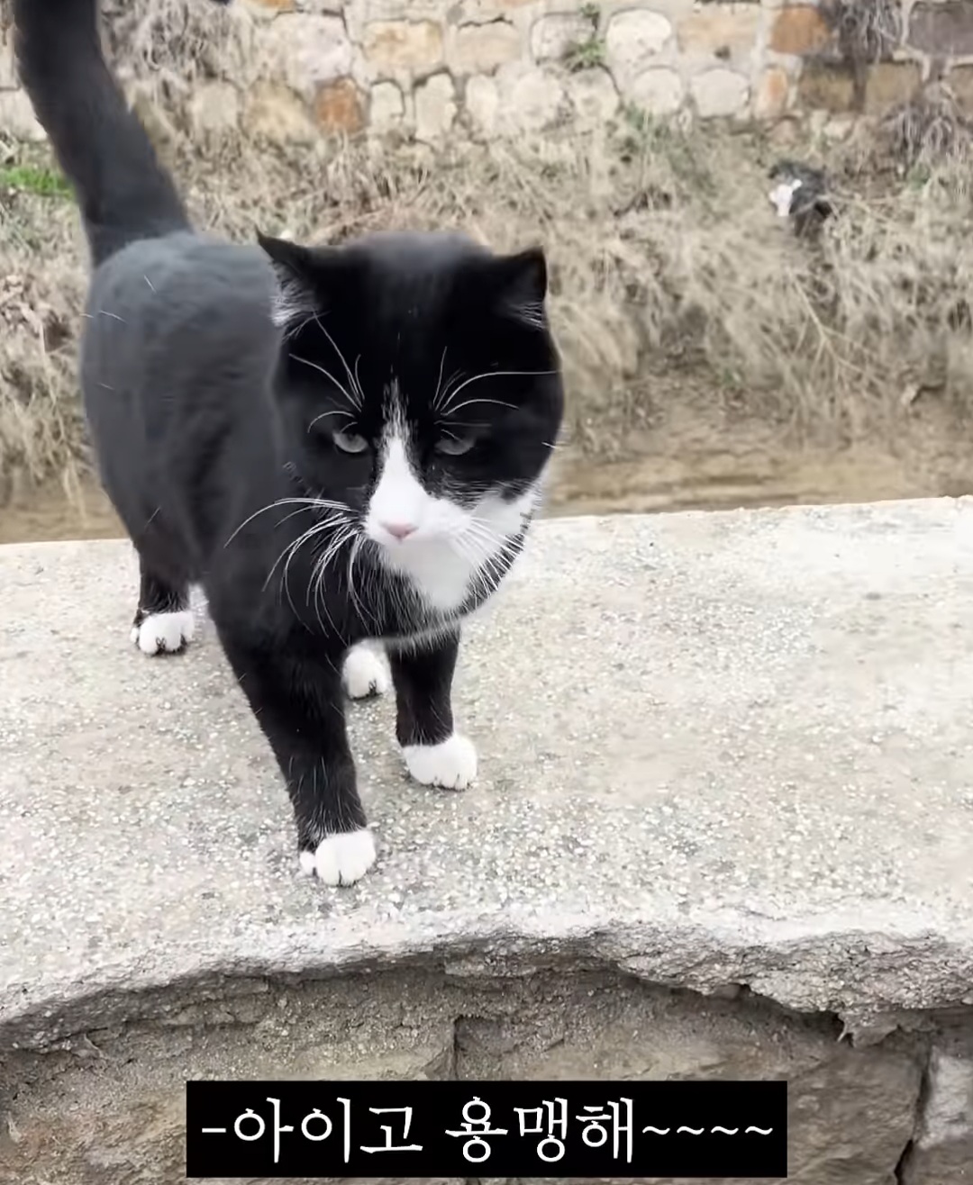 불렀더니 강 건너 오는 튀르키예 고양이 | 인스티즈