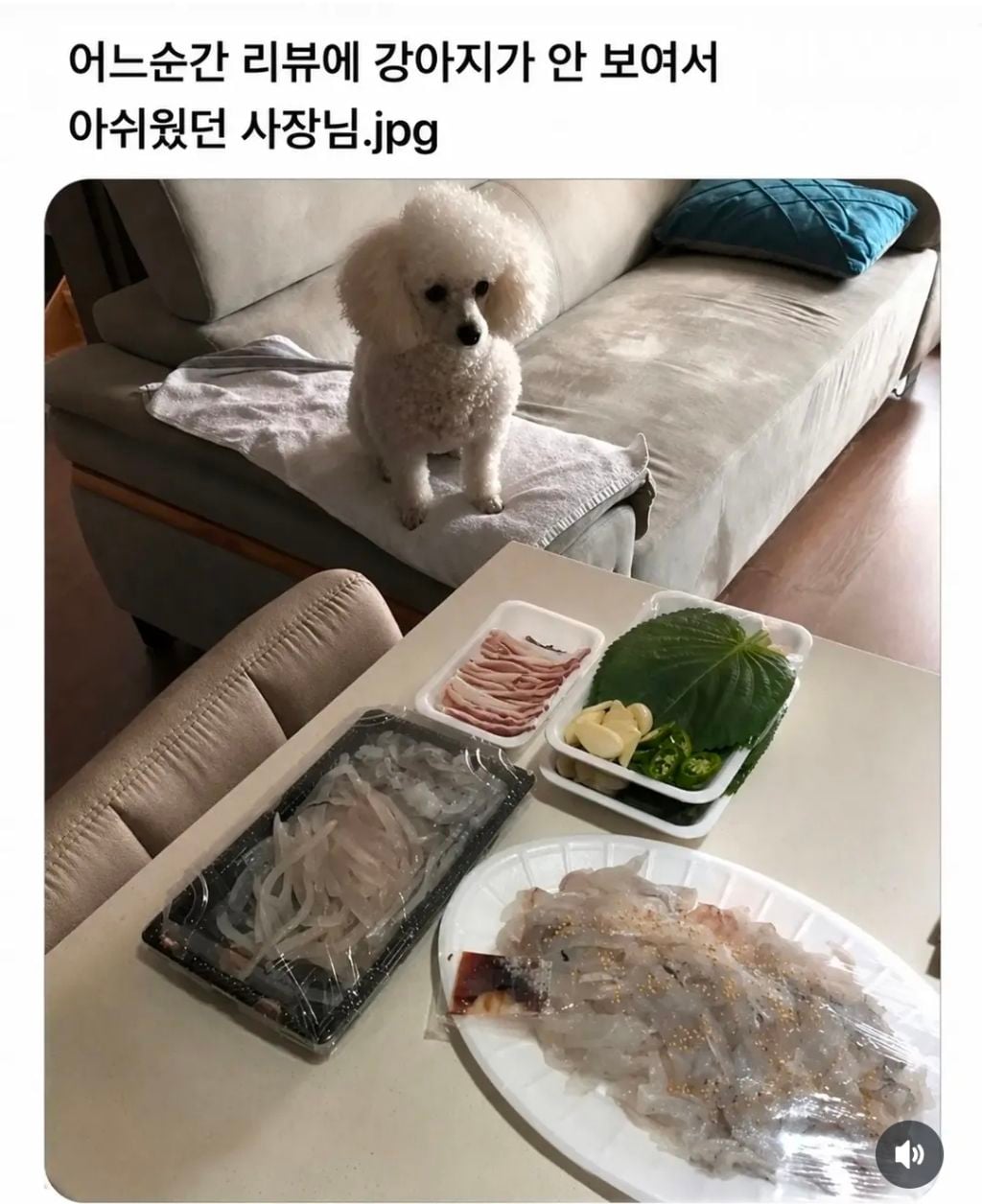 어느순간 리뷰에 강아지가 안 보여서 아쉬웠던 사장님.jpg | 인스티즈