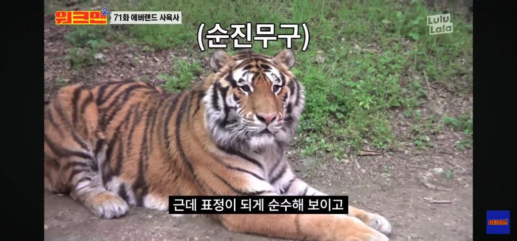 정말 무서운 소리를 정말 해맑게하는 에버랜드 사육사들 | 인스티즈