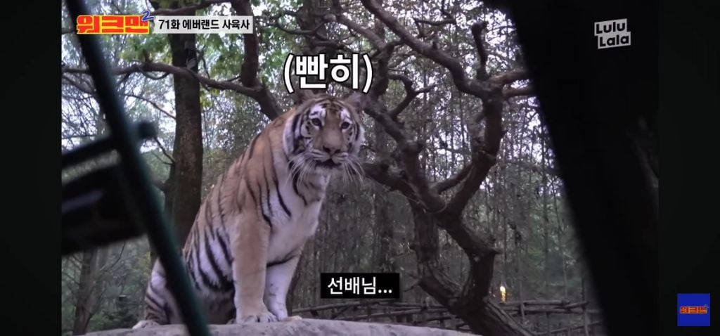 정말 무서운 소리를 정말 해맑게하는 에버랜드 사육사들 | 인스티즈
