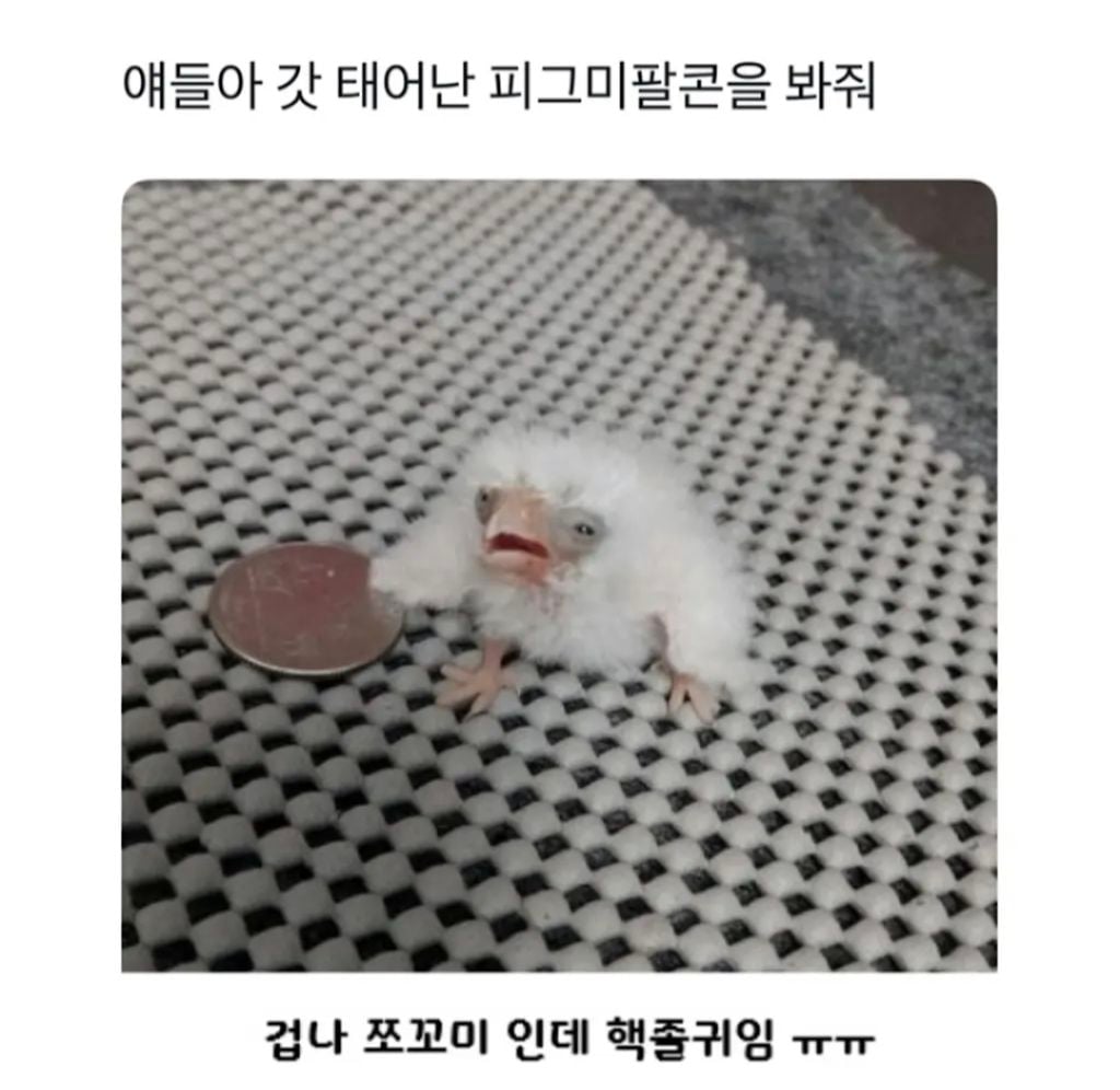 갓 태어난 피그미팔콘 | 인스티즈