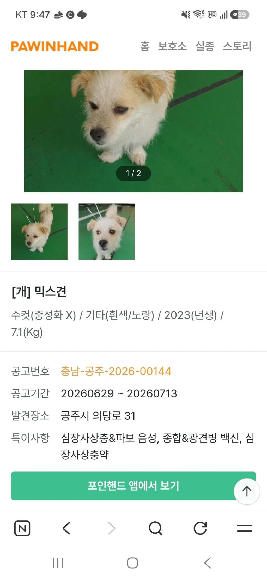 (입양홍보)주인에게 버려지고 지나가는 사람들을 놓치지 않으려 20km 넘게 따라온 강아지 | 인스티즈