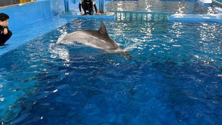 "폐사 위험했다" 돌고래 '안목이' 구조 성공 | 인스티즈