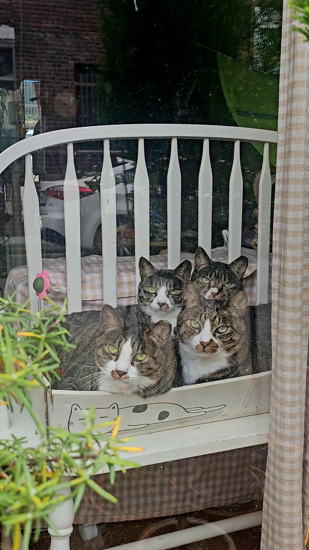 ctrl+v고등어 가족을 키우는 냥집사😽 | 인스티즈