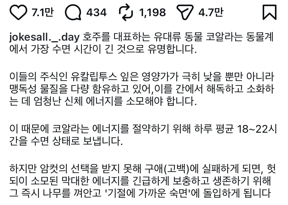수컷 코알라는 고백에 실패하면 잠을 자러 간다 | 인스티즈