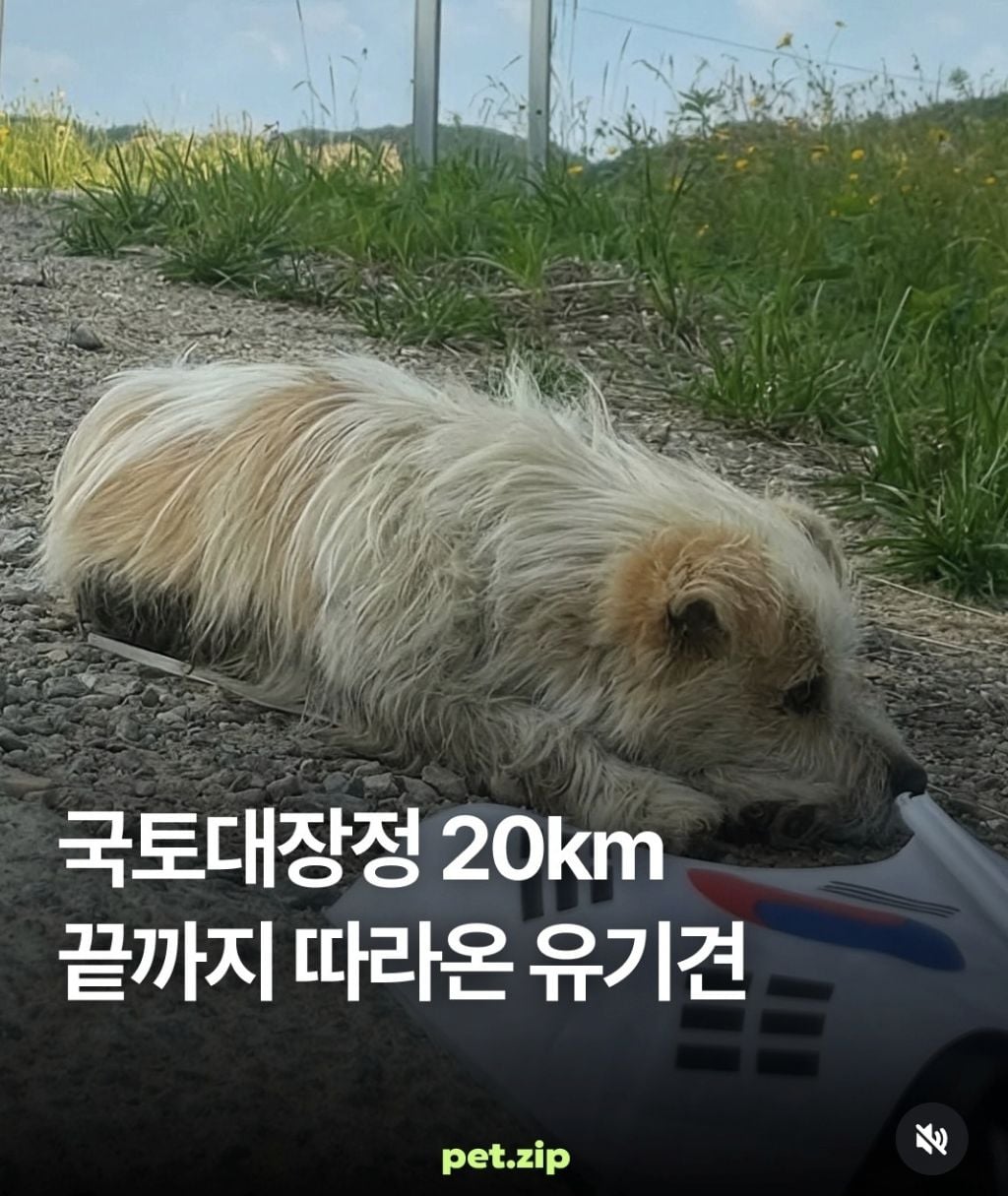 국토대장정 20km 끝까지 따라온 유기견 | 인스티즈