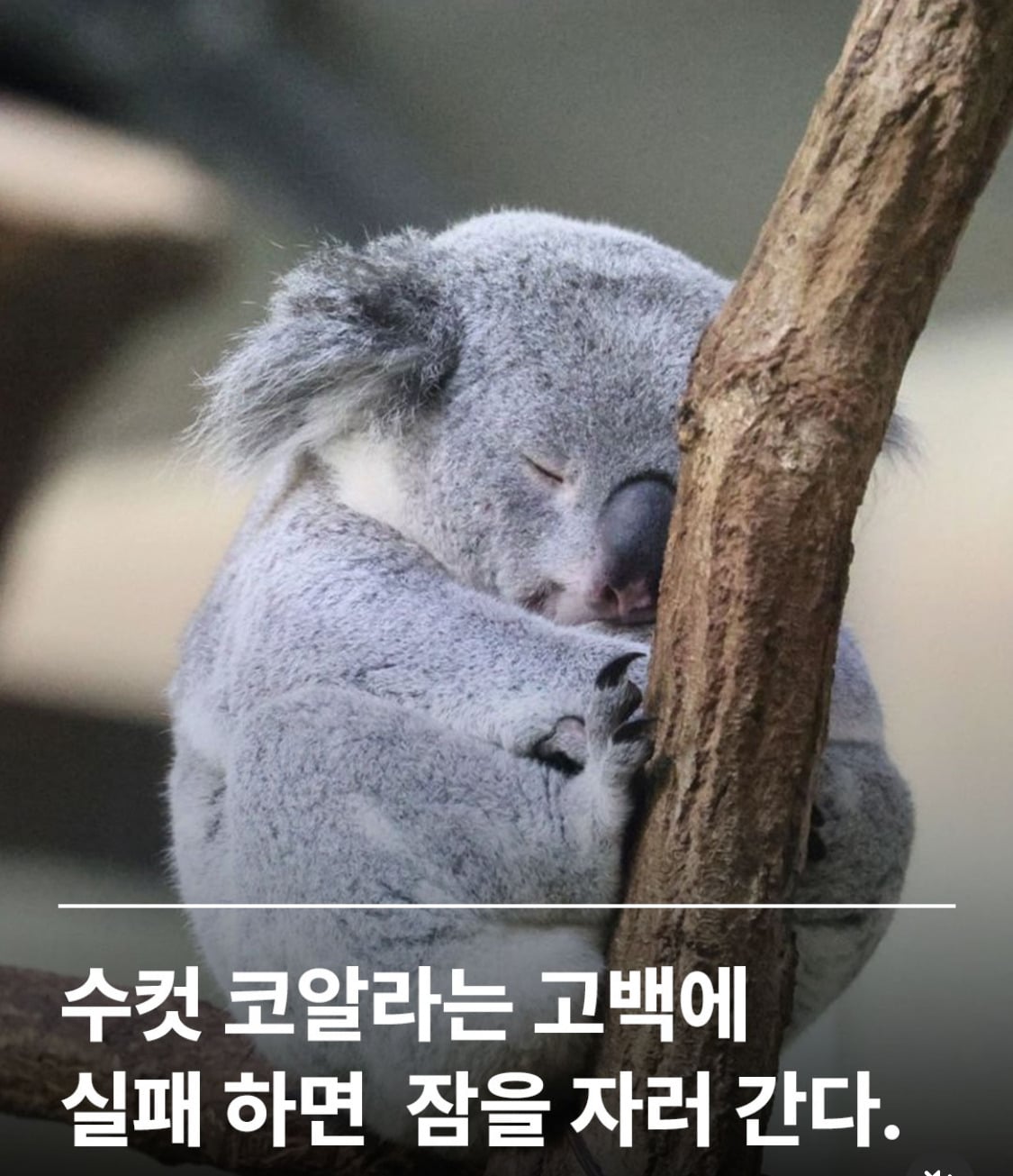 수컷 코알라는 고백에 실패하면 잠을 자러 간다 | 인스티즈