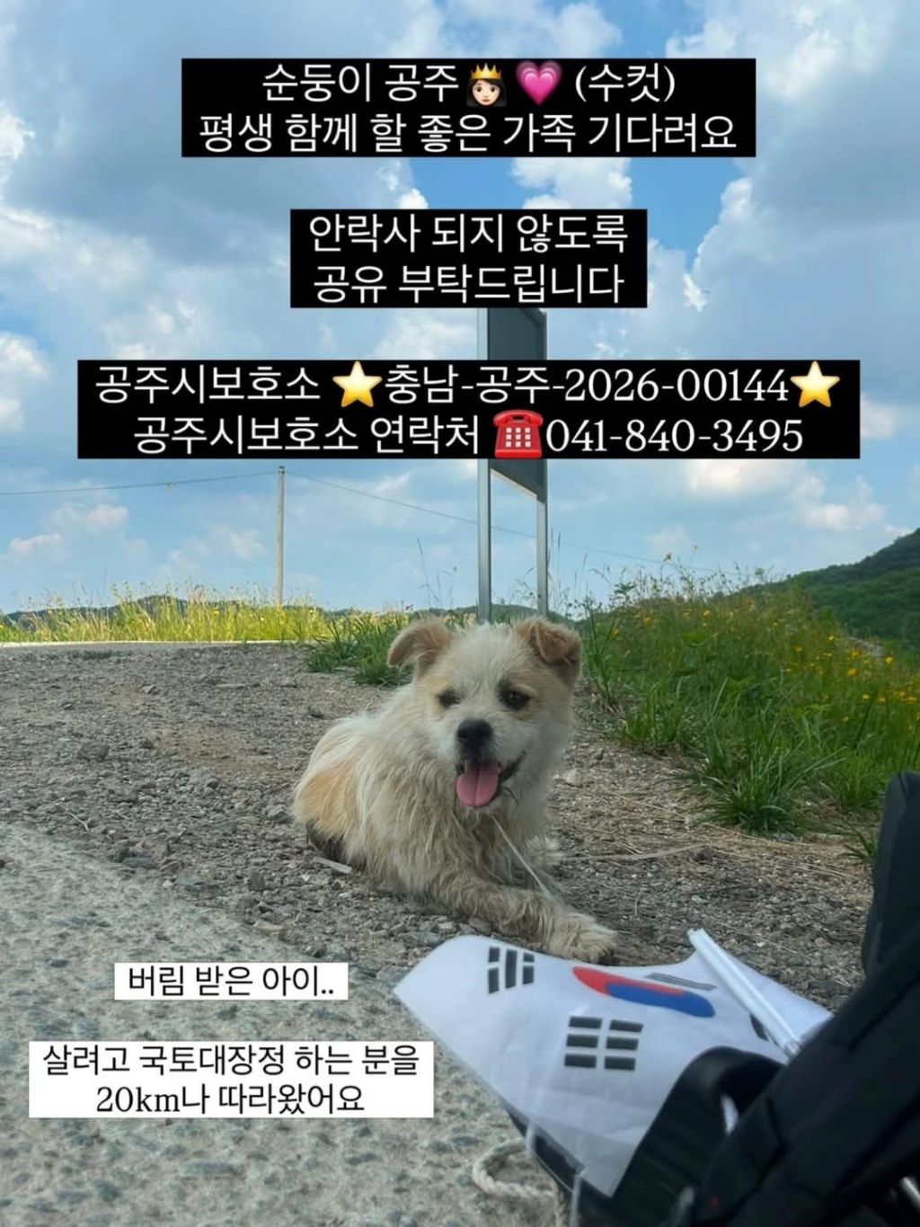(입양홍보)주인에게 버려지고 지나가는 사람들을 놓치지 않으려 20km 넘게 따라온 강아지 | 인스티즈