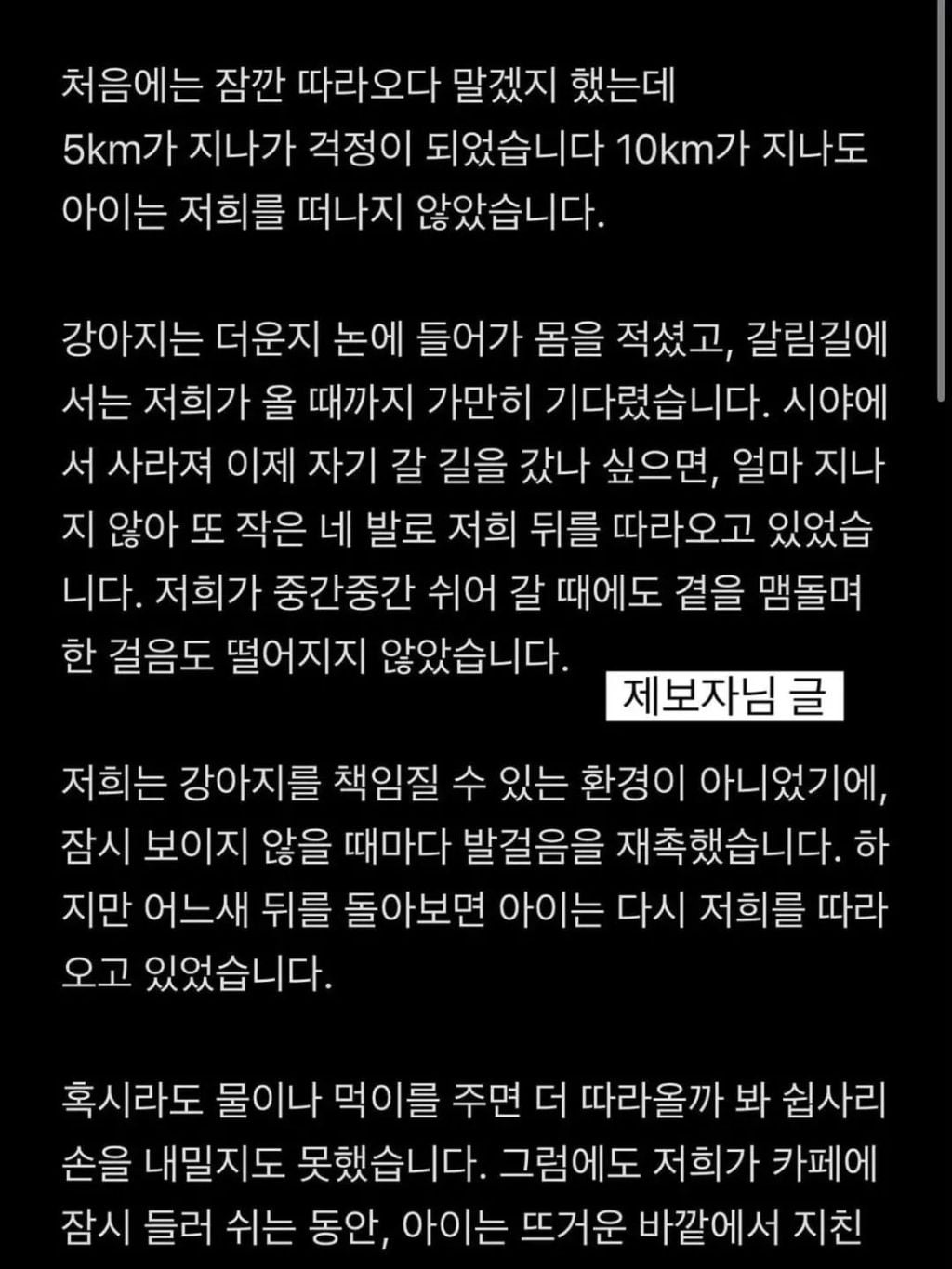 (입양홍보)주인에게 버려지고 지나가는 사람들을 놓치지 않으려 20km 넘게 따라온 강아지 | 인스티즈