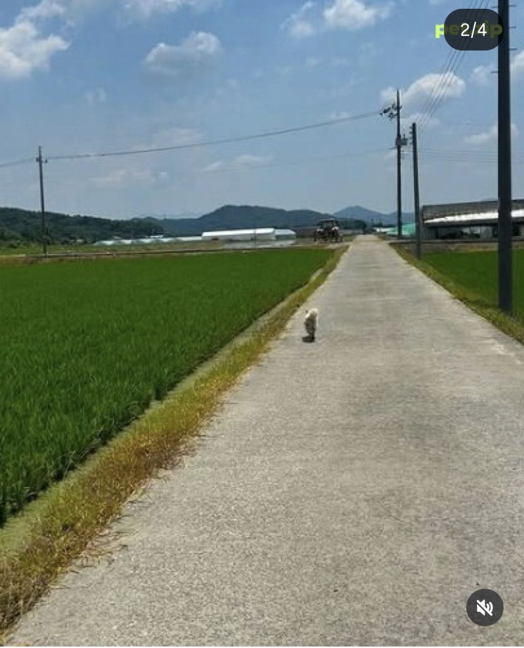 국토대장정 20km 끝까지 따라온 유기견 | 인스티즈