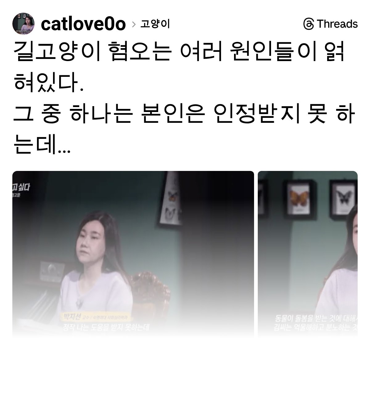 길고양이 혐오는 여러 원인들이 얽혀있다 | 인스티즈