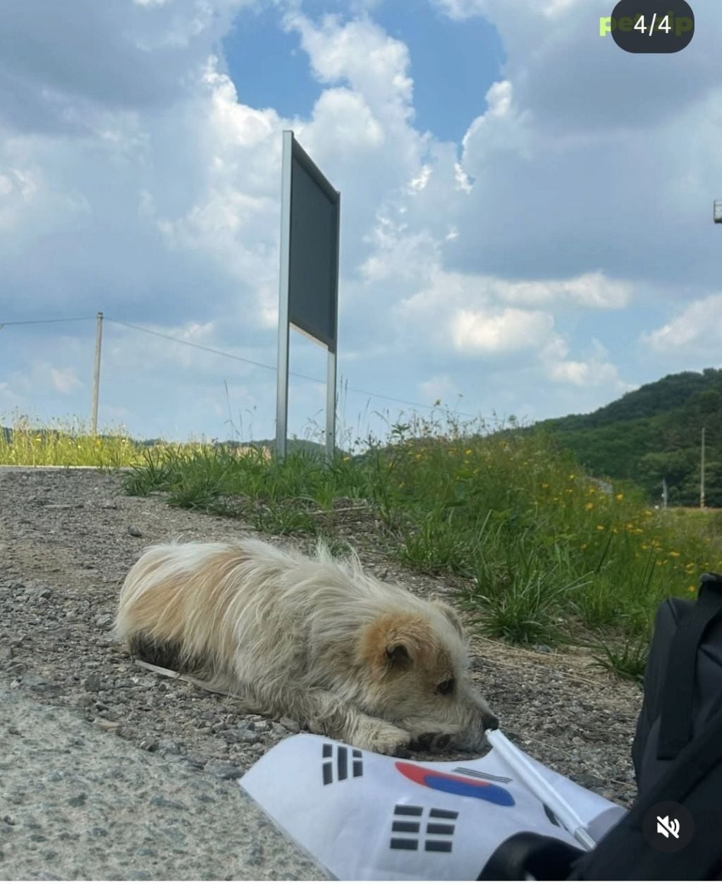 국토대장정 20km 끝까지 따라온 유기견 | 인스티즈