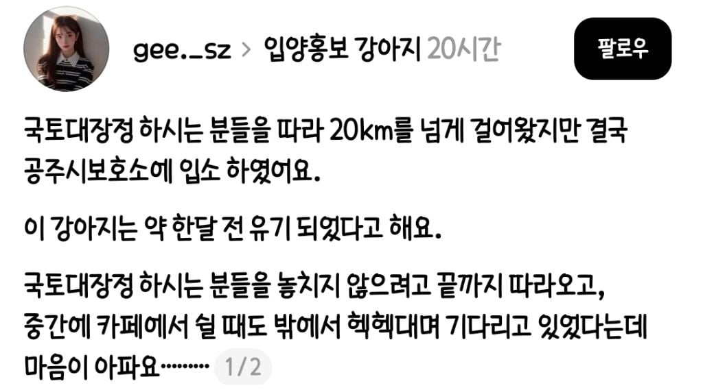 (입양홍보)주인에게 버려지고 지나가는 사람들을 놓치지 않으려 20km 넘게 따라온 강아지 | 인스티즈