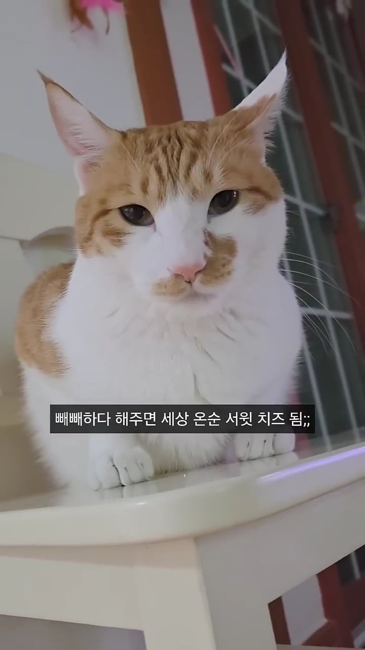 빼빼하다니까 스윗하게 눈키스 해주는 고양이 | 인스티즈