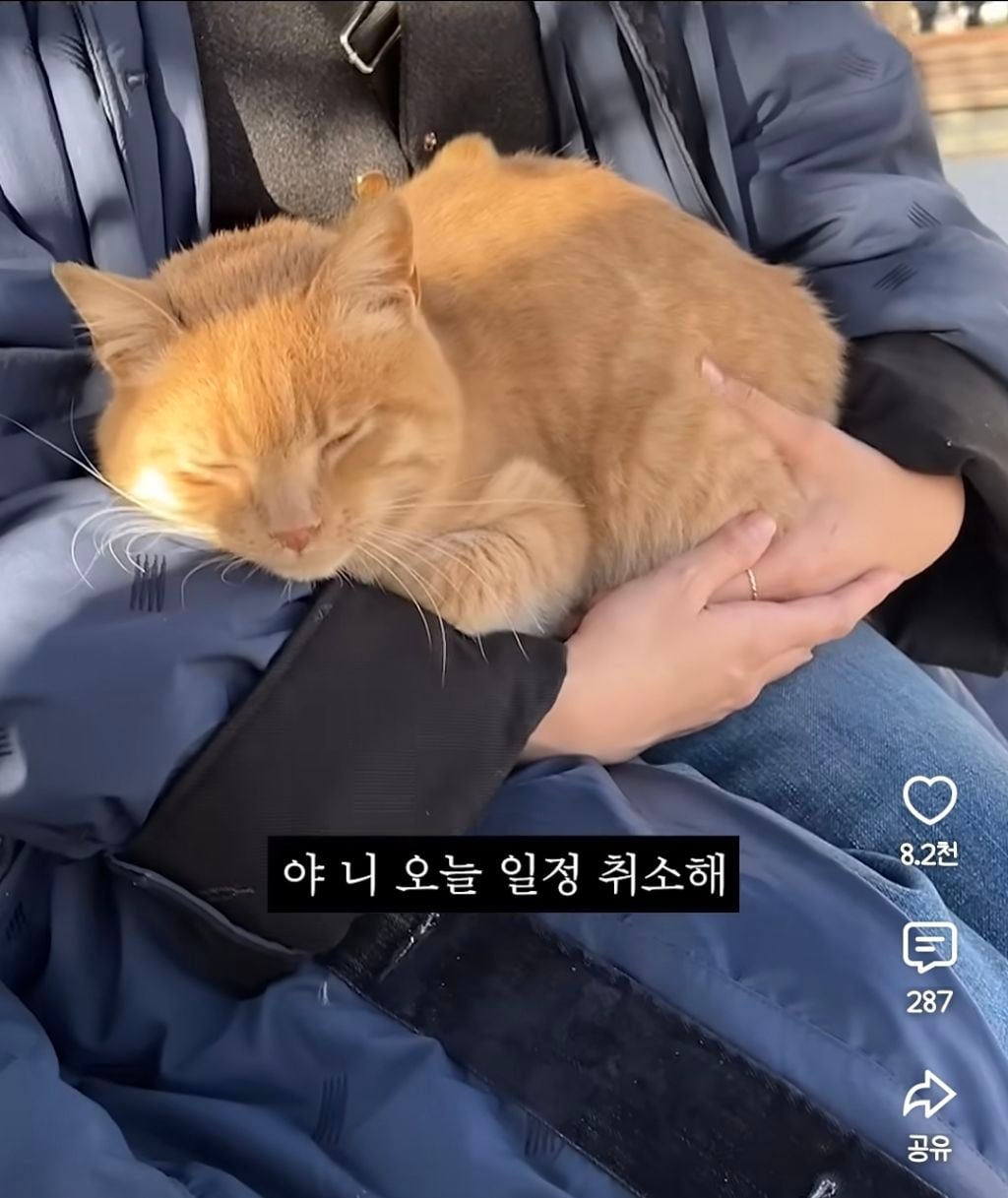 무릎냥이가 항시대기중인 튀르키예 | 인스티즈