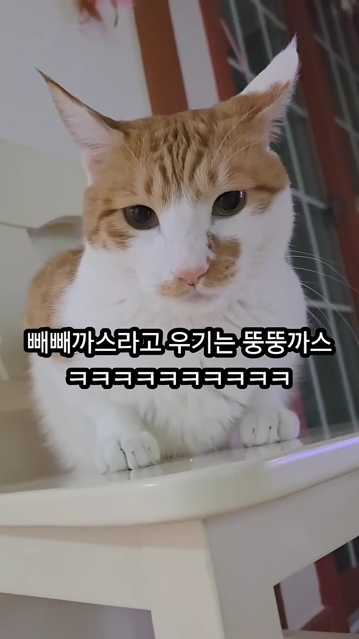 빼빼하다니까 스윗하게 눈키스 해주는 고양이 | 인스티즈